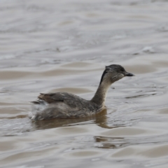 Poliocephalus poliocephalus (Hoary-headed Grebe) at Mulligans Flat - 5 Nov 2023 by JimL