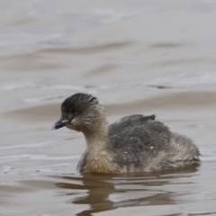 Poliocephalus poliocephalus at Throsby, ACT - 5 Nov 2023