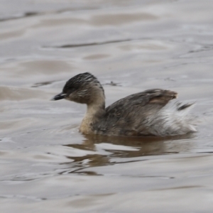 Poliocephalus poliocephalus at Throsby, ACT - 5 Nov 2023