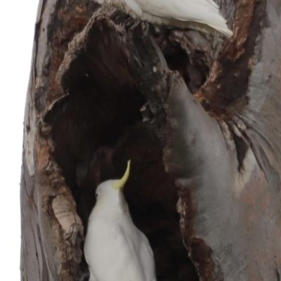 Cacatua sanguinea (Little Corella) at Throsby, ACT - 5 Nov 2023 by JimL