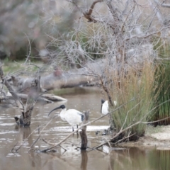 Malacorhynchus membranaceus (Pink-eared Duck) at Mulligans Flat - 4 Nov 2023 by JimL