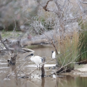 Malacorhynchus membranaceus at Throsby, ACT - 5 Nov 2023 10:10 AM