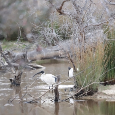 Malacorhynchus membranaceus (Pink-eared Duck) at Throsby, ACT - 5 Nov 2023 by JimL
