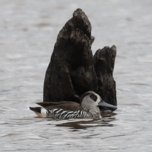 Malacorhynchus membranaceus at Throsby, ACT - 5 Nov 2023