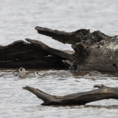 Malacorhynchus membranaceus at Throsby, ACT - 5 Nov 2023