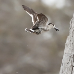 Malacorhynchus membranaceus at Throsby, ACT - 5 Nov 2023 10:10 AM