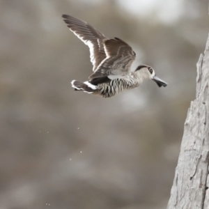 Malacorhynchus membranaceus at Throsby, ACT - 5 Nov 2023