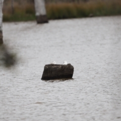 Chroicocephalus novaehollandiae (Silver Gull) at Mulligans Flat - 4 Nov 2023 by JimL