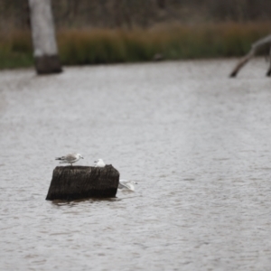 Chroicocephalus novaehollandiae at Throsby, ACT - 5 Nov 2023