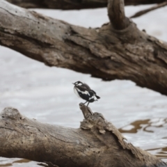 Grallina cyanoleuca (Magpie-lark) at Mulligans Flat - 5 Nov 2023 by JimL