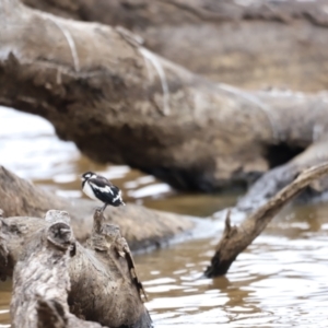 Grallina cyanoleuca at Throsby, ACT - 5 Nov 2023 11:05 AM