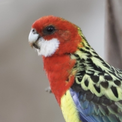 Platycercus eximius (Eastern Rosella) at Mulligans Flat - 4 Nov 2023 by JimL