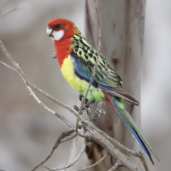 Platycercus eximius at Throsby, ACT - suppressed