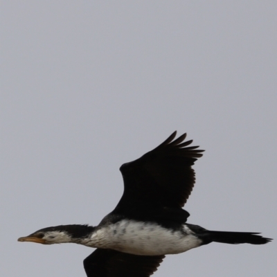 Microcarbo melanoleucos (Little Pied Cormorant) at Mulligans Flat - 5 Nov 2023 by JimL
