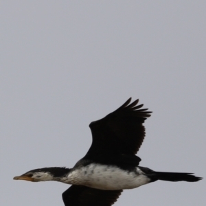 Microcarbo melanoleucos at Throsby, ACT - 5 Nov 2023