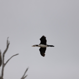 Microcarbo melanoleucos at Throsby, ACT - 5 Nov 2023 11:08 AM