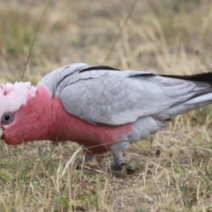 Eolophus roseicapilla (Galah) at Mulligans Flat - 5 Nov 2023 by JimL