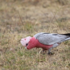 Eolophus roseicapilla at Throsby, ACT - 5 Nov 2023