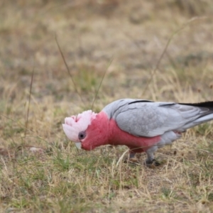 Eolophus roseicapilla at Throsby, ACT - 5 Nov 2023