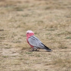 Eolophus roseicapilla at Throsby, ACT - 5 Nov 2023 11:09 AM