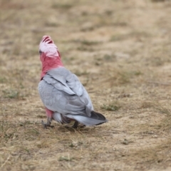 Eolophus roseicapilla at Throsby, ACT - 5 Nov 2023 11:09 AM