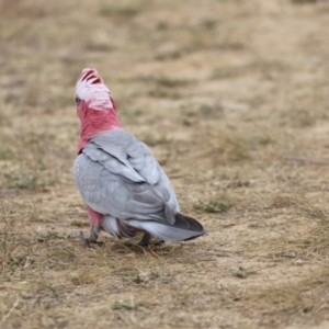 Eolophus roseicapilla at Throsby, ACT - 5 Nov 2023