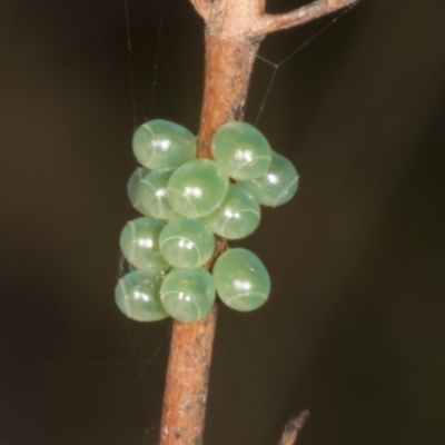 Unidentified Insect at Chakola, NSW - 14 Oct 2023 by AlisonMilton