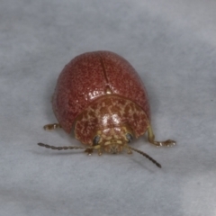 Paropsis variolosa (Variolosa leaf beetle) at Chakola, NSW - 14 Oct 2023 by AlisonMilton