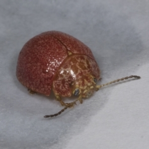 Paropsis variolosa at Chakola, NSW - 15 Oct 2023