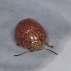 Paropsis variolosa at Chakola, NSW - 15 Oct 2023