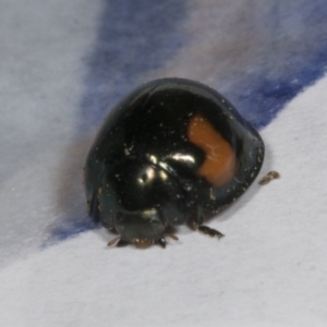 Orcus bilunulatus at Holt, ACT - 26 Oct 2023 04:54 PM