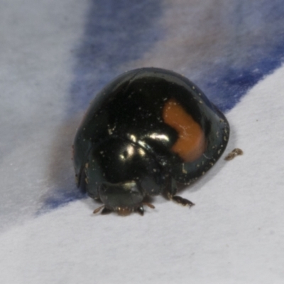 Orcus bilunulatus (Ladybird beetle) at Holt, ACT - 26 Oct 2023 by AlisonMilton
