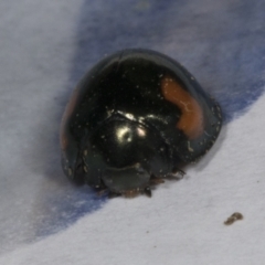 Orcus bilunulatus at Holt, ACT - 26 Oct 2023 04:54 PM