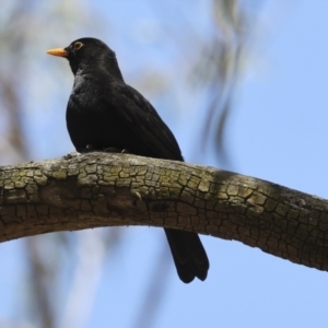 Turdus merula at Canberra Central, ACT - 23 Oct 2023