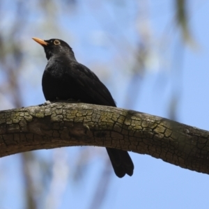 Turdus merula at Canberra Central, ACT - 23 Oct 2023