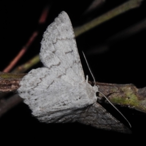 Crypsiphona ocultaria at Canberra Central, ACT - 3 Nov 2023 10:00 PM