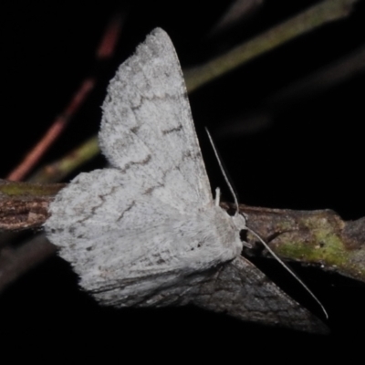 Crypsiphona ocultaria (Red-lined Looper Moth) at Canberra Central, ACT - 3 Nov 2023 by JohnBundock