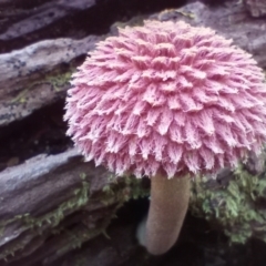 Unidentified Bolete - Fleshy texture, stem central (more-or-less) at New Italy, NSW - 16 Mar 2023 by poszum