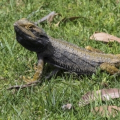 Pogona barbata (Eastern Bearded Dragon) at Canberra Central, ACT - 22 Oct 2023 by AlisonMilton