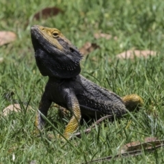 Pogona barbata at Canberra Central, ACT - 23 Oct 2023