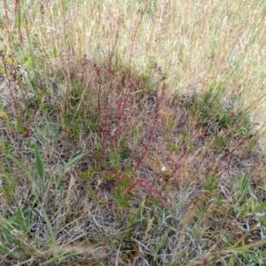 Haloragis heterophylla at Florey, ACT - 5 Nov 2023 03:43 PM