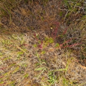 Haloragis heterophylla at Florey, ACT - 5 Nov 2023 03:43 PM