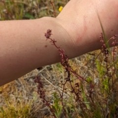 Haloragis heterophylla at Florey, ACT - 5 Nov 2023