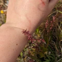 Haloragis heterophylla at Florey, ACT - 5 Nov 2023 03:43 PM