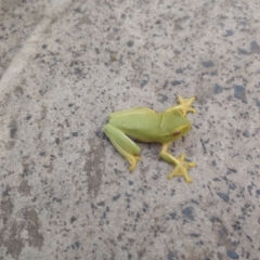 Litoria gracilenta (Dainty Tree Frog) at New Italy, NSW - 19 Mar 2023 by poszum