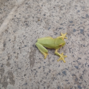 Litoria gracilenta at New Italy, NSW - 19 Mar 2023