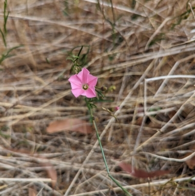 Convolvulus angustissimus subsp. angustissimus (Australian Bindweed) at Florey, ACT - 5 Nov 2023 by rbannister