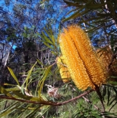Banksia sp. at New Italy, NSW - 21 May 2023 by poszum