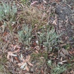 Vittadinia gracilis (New Holland Daisy) at Florey, ACT - 5 Nov 2023 by rbannister