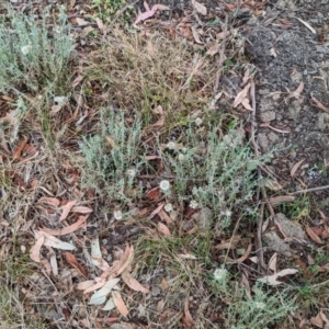 Vittadinia gracilis at Florey, ACT - 5 Nov 2023 03:27 PM